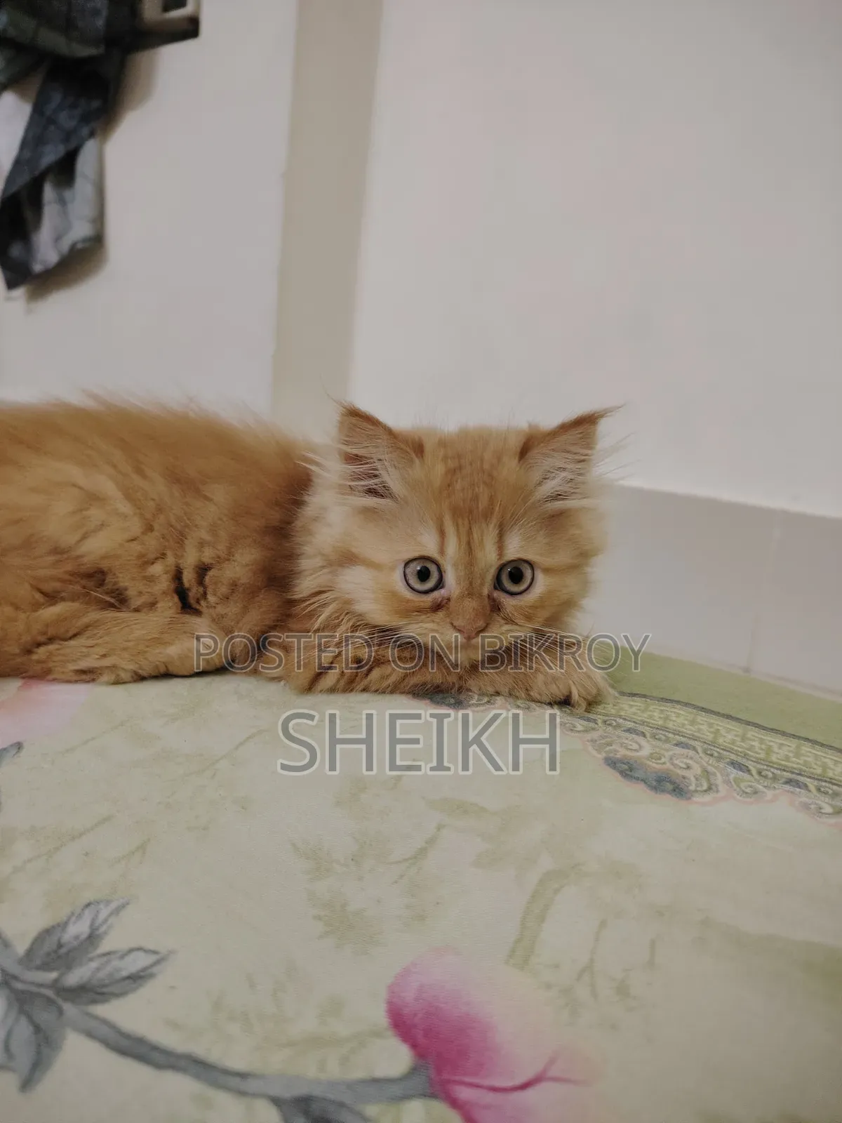 1-3 months Female Purebred Persian