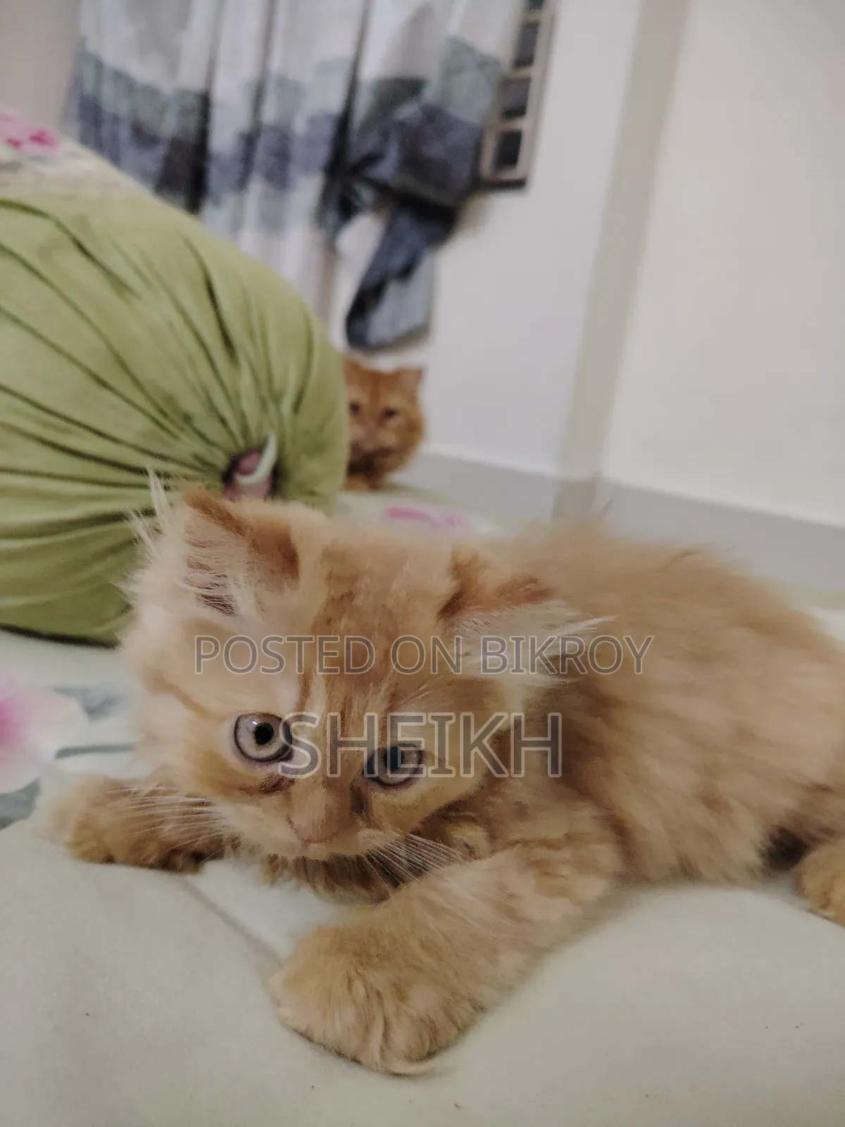 1-3 months Female Purebred Persian