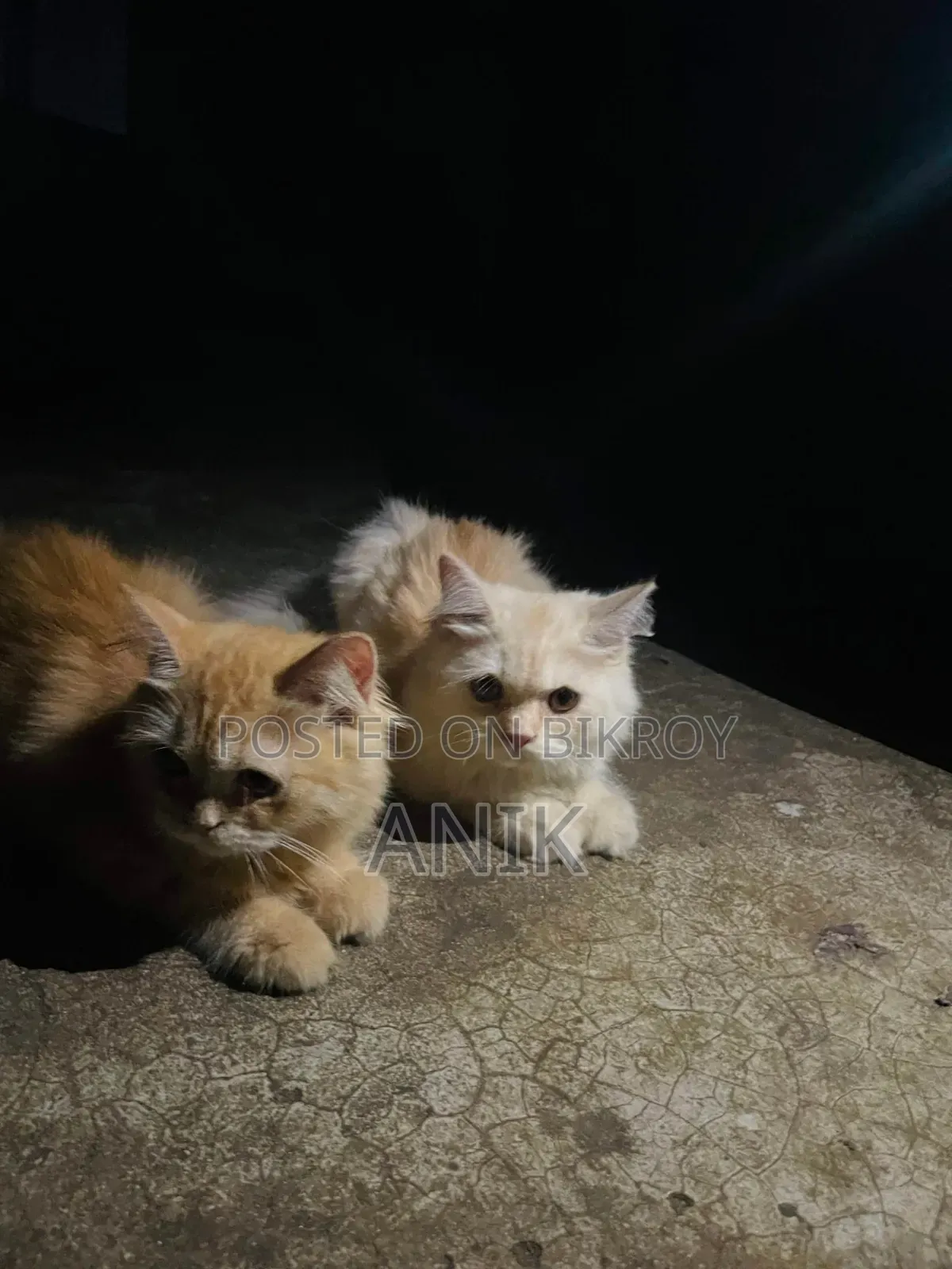 6 to 12 months Male and Female Mixed Breed Persian Cats