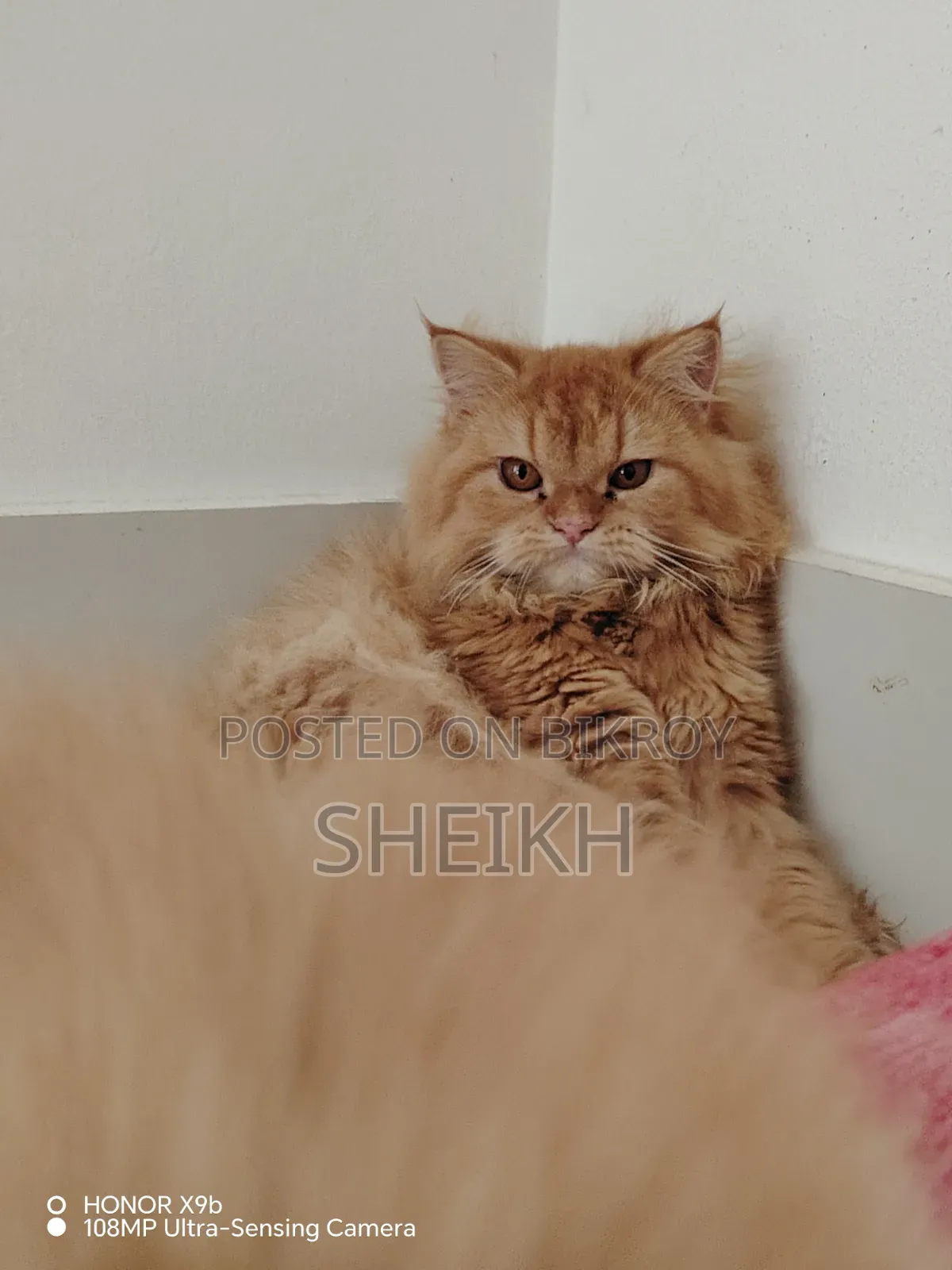 6-12 months Female Purebred Persian