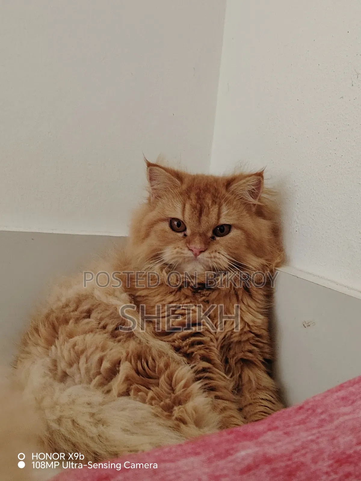 6-12 months Female Purebred Persian