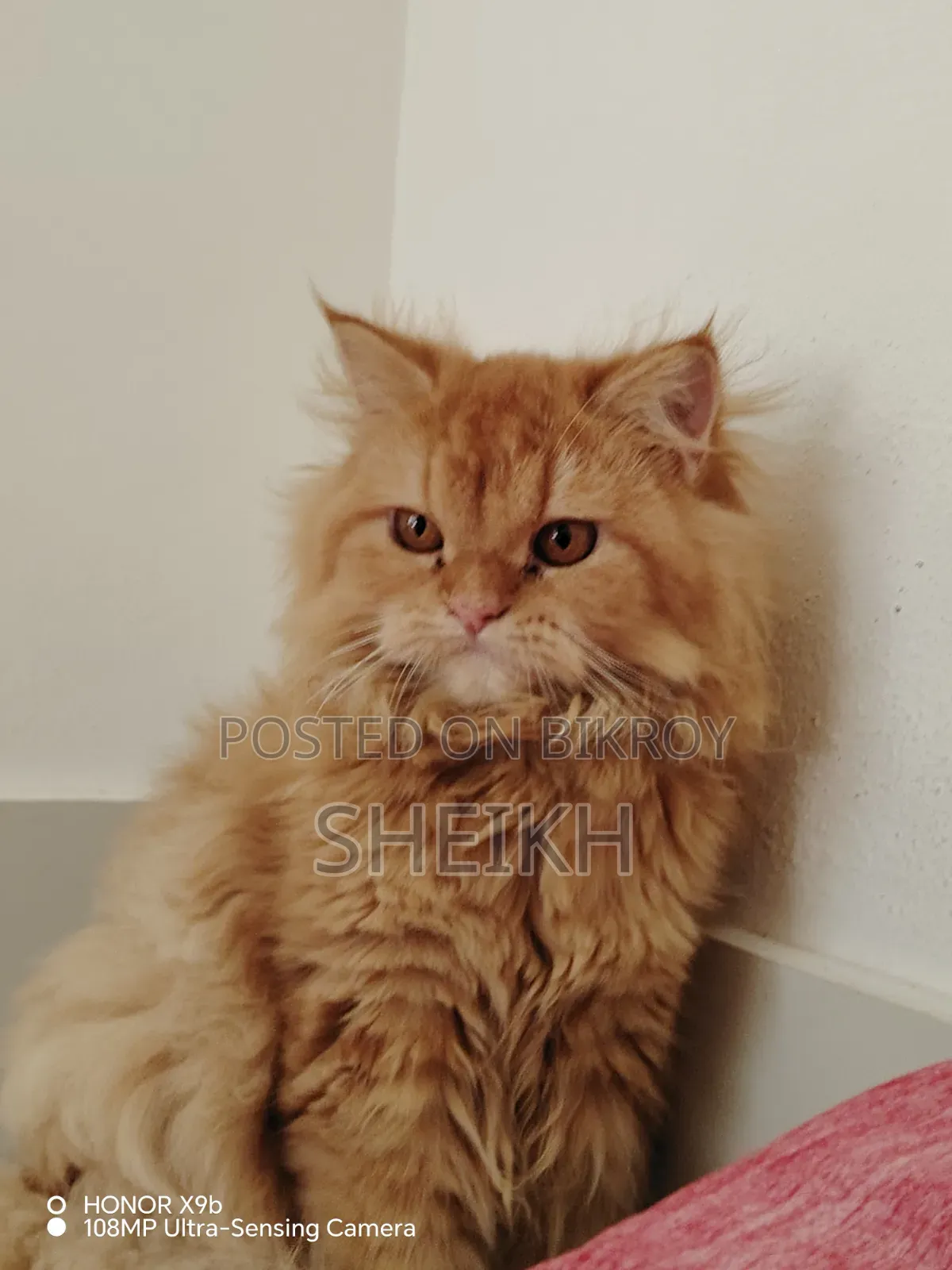 6-12 months Female Purebred Persian