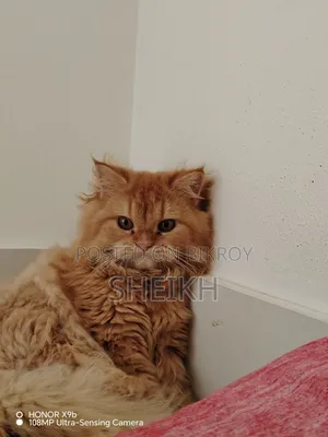 6-12 months Female Purebred Persian