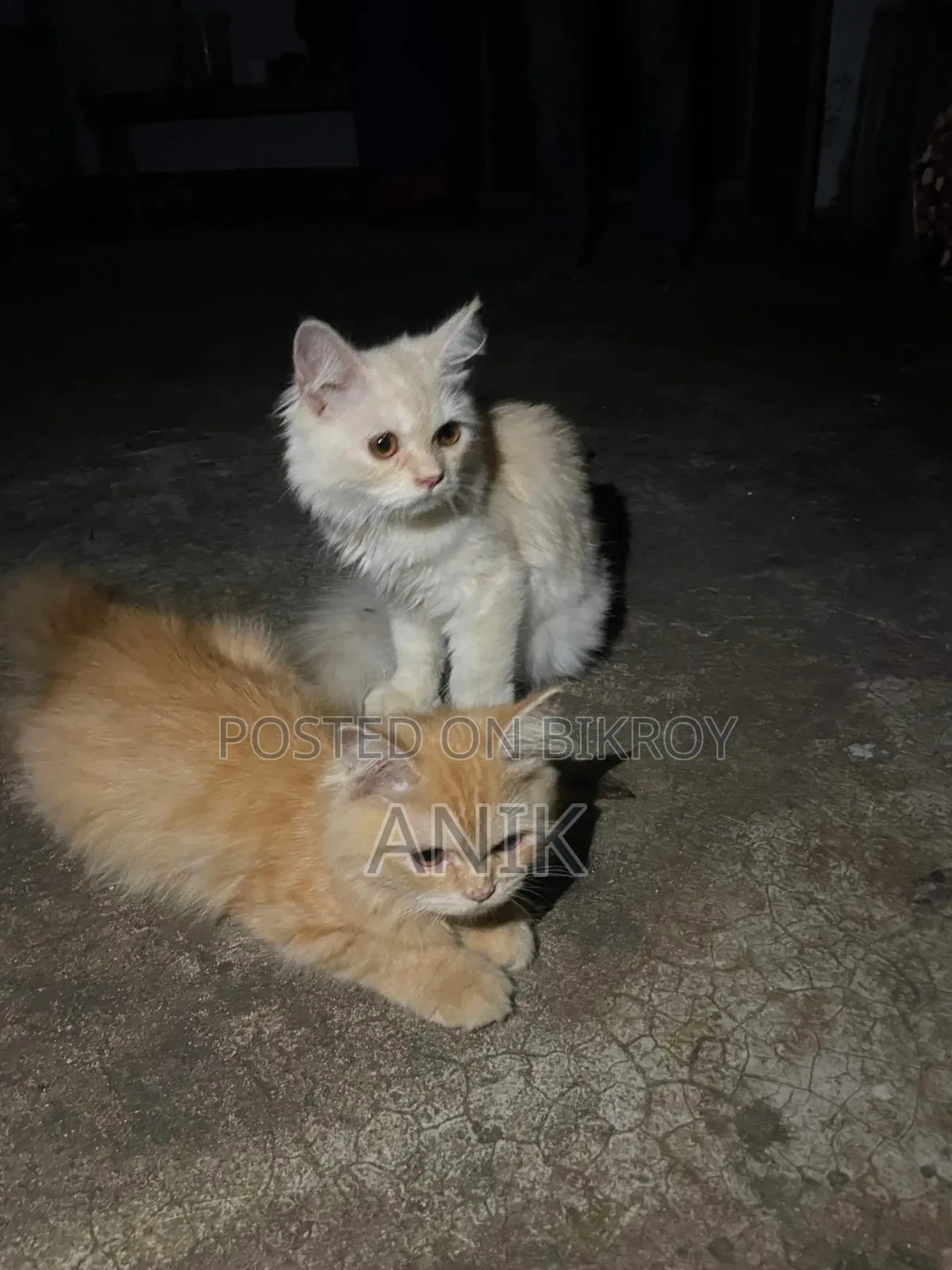 6 to 12 months Male and Female Mixed Breed Persian Cats