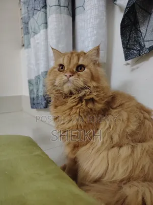 6-12 months Female Purebred Persian