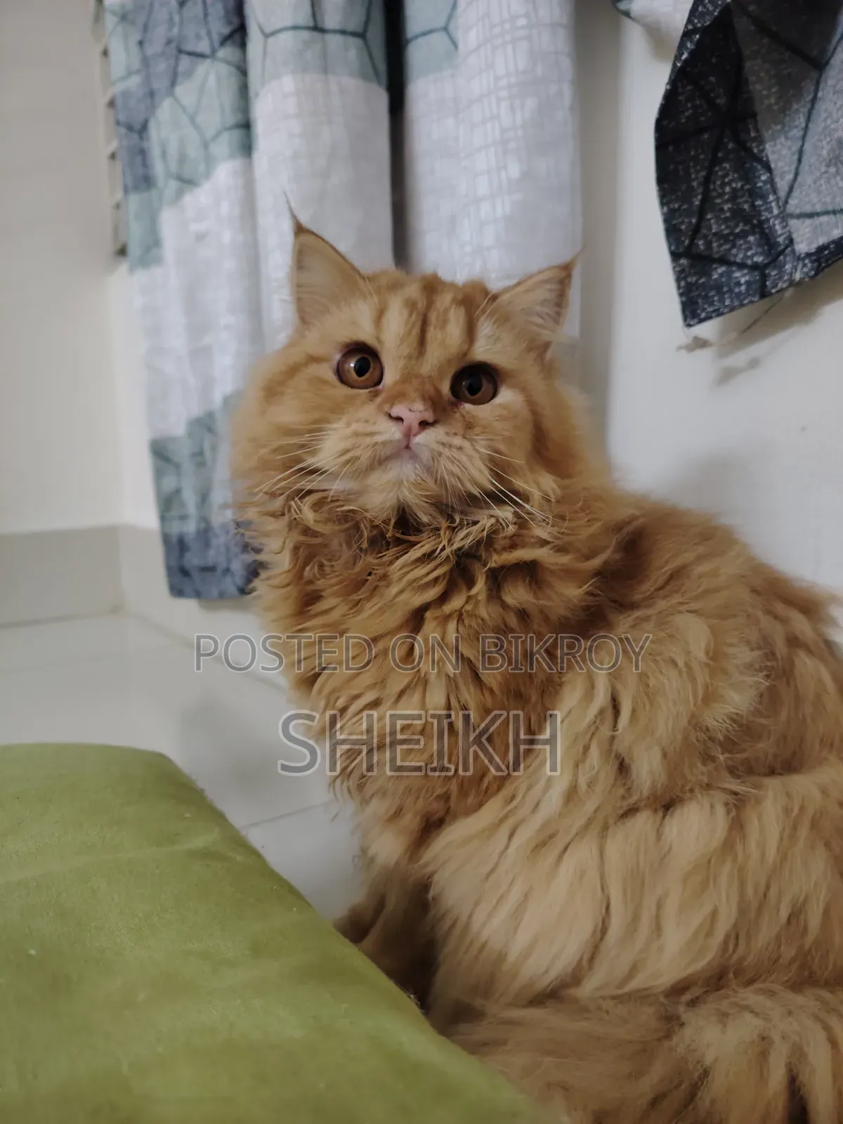 6-12 months Female Purebred Persian