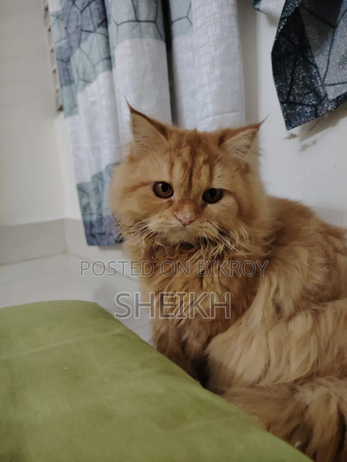 6-12 months Female Purebred Persian