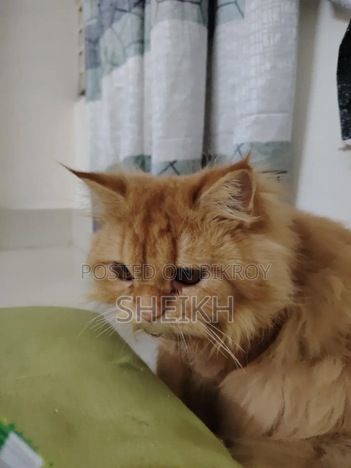 6-12 months Female Purebred Persian