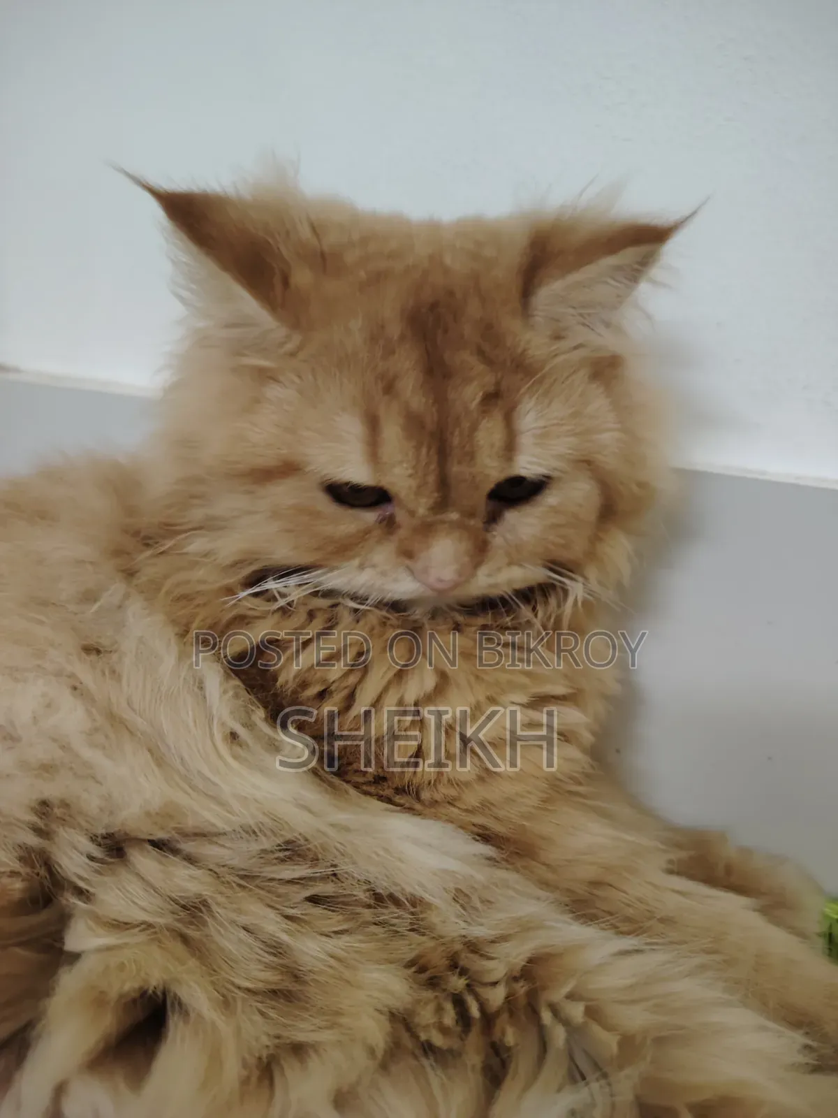 6-12 months Female Purebred Persian