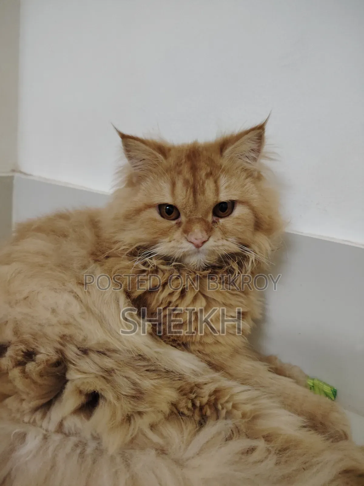 6-12 months Female Purebred Persian