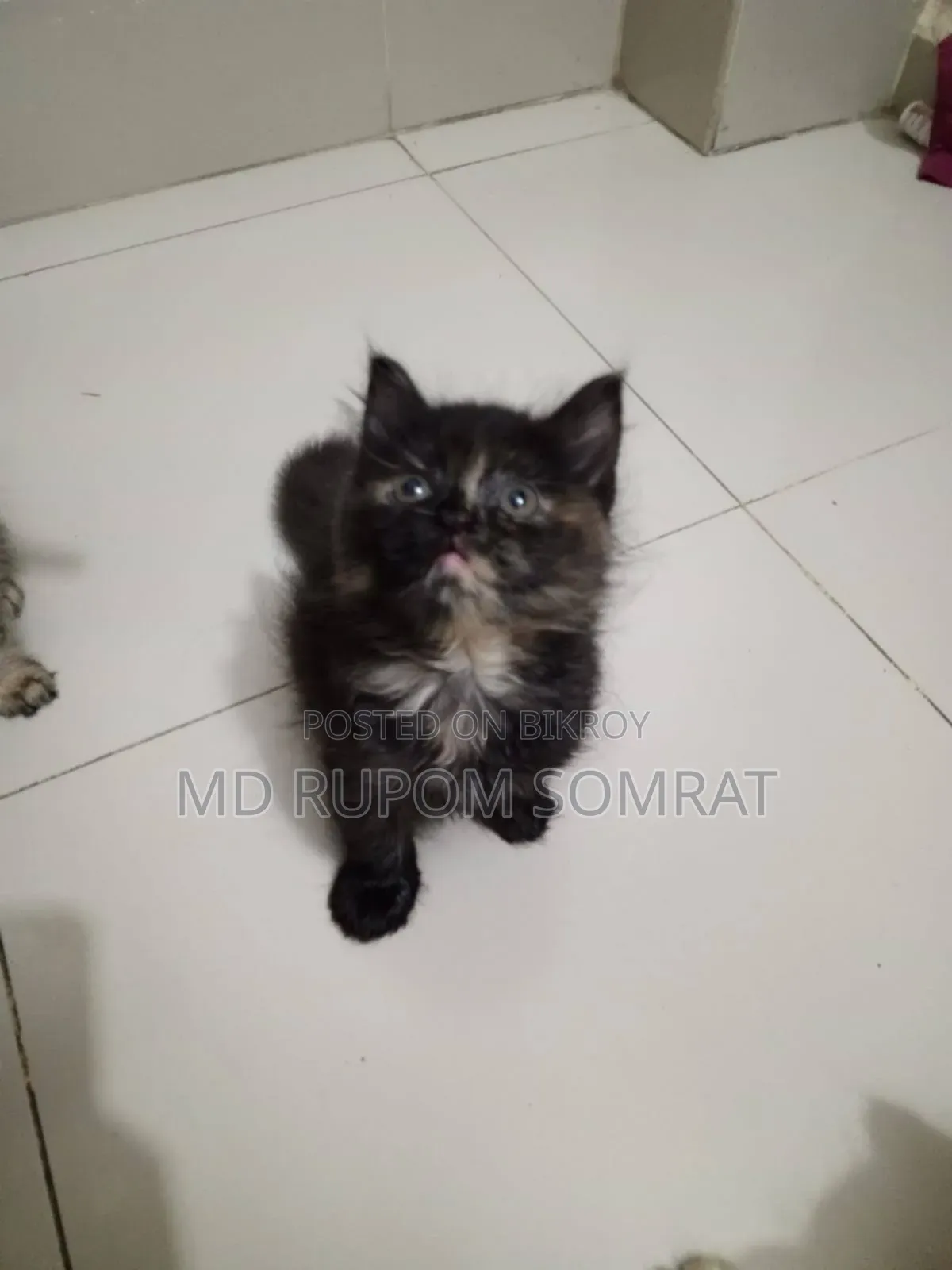 1-3 months Female Purebred Persian