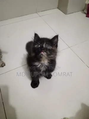 1-3 months Female Purebred Persian