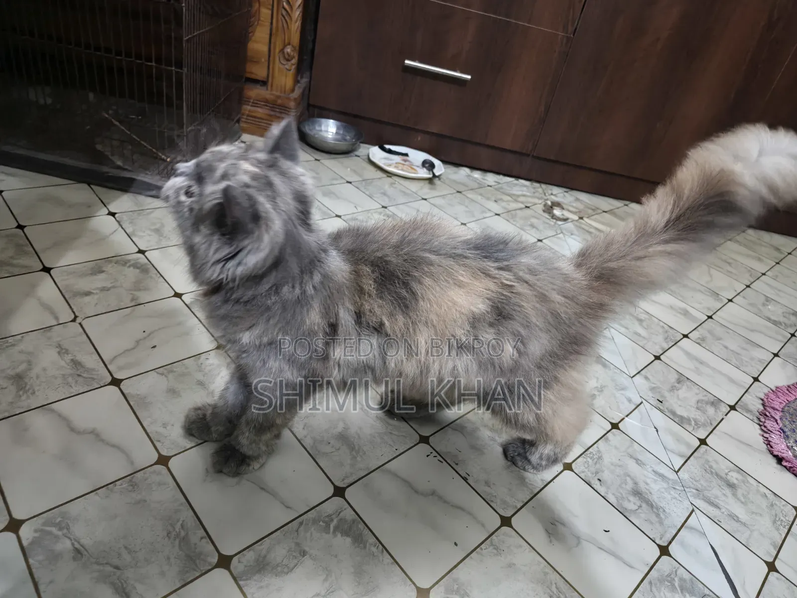 ৬-১২ মাসের ফিমেল পিওরপার্শিয়ান ক্যাট