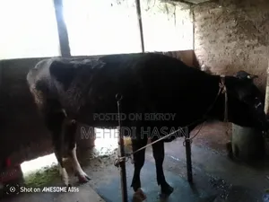 Cow with 4 teeth