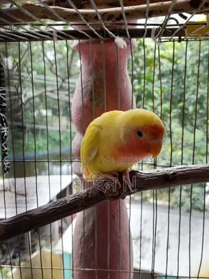 Lovebird(4mas)