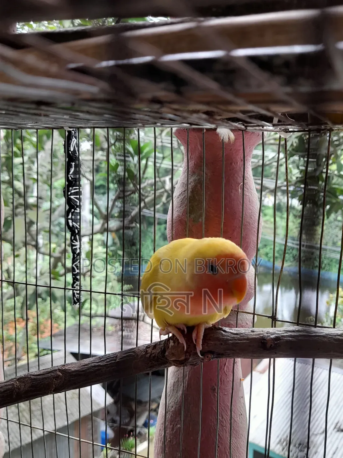 Lovebird(4mas)