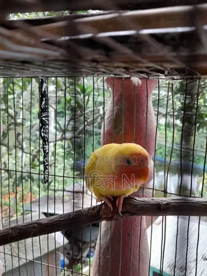 Lovebird(4mas)