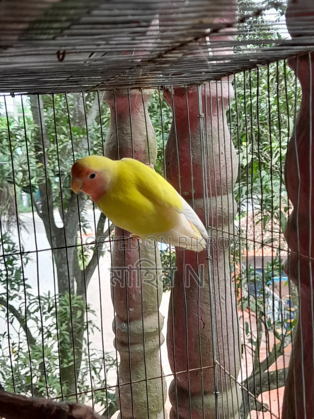 Lovebird(4mas)