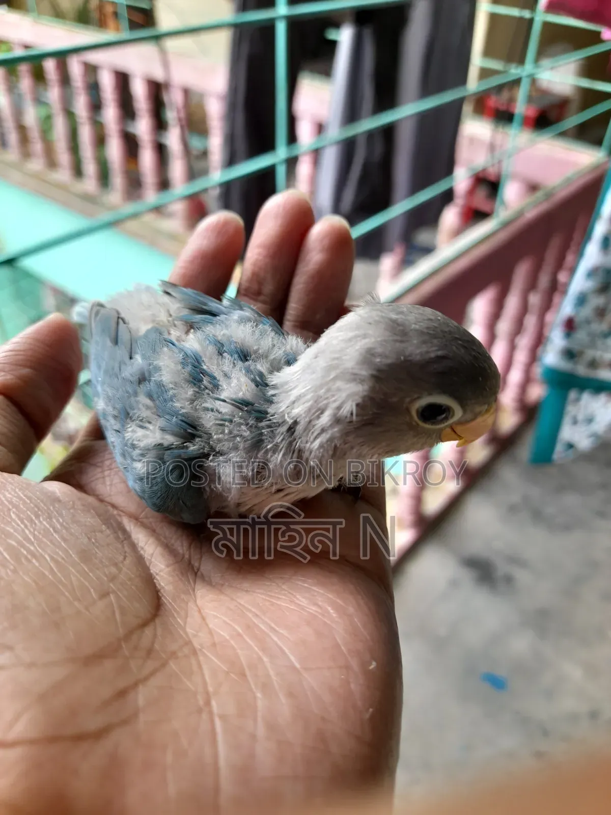 Lovebird(4mas)