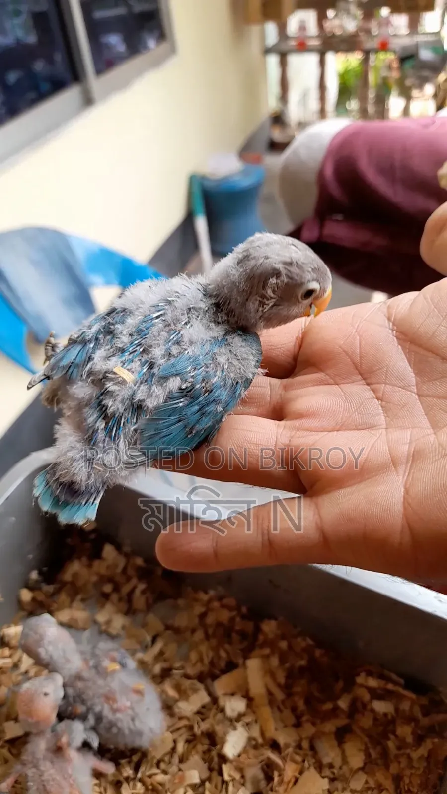 Lovebird(4mas)