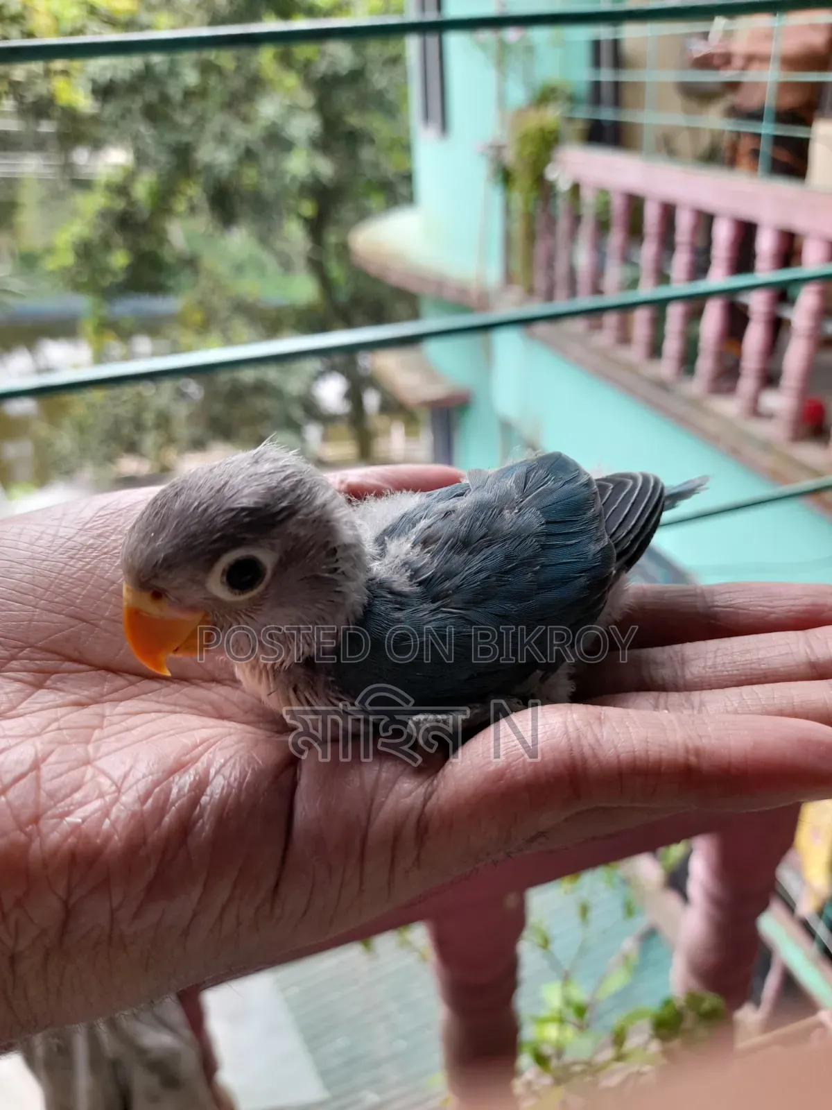 Lovebird(4mas)