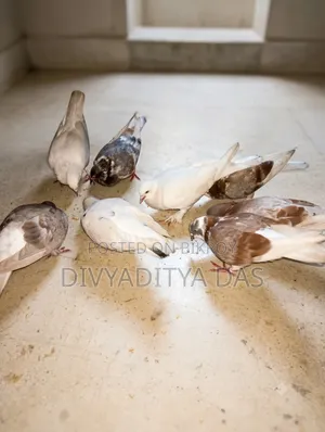 ৪ জোড়া কবুতর বিক্রয় করা হবে।