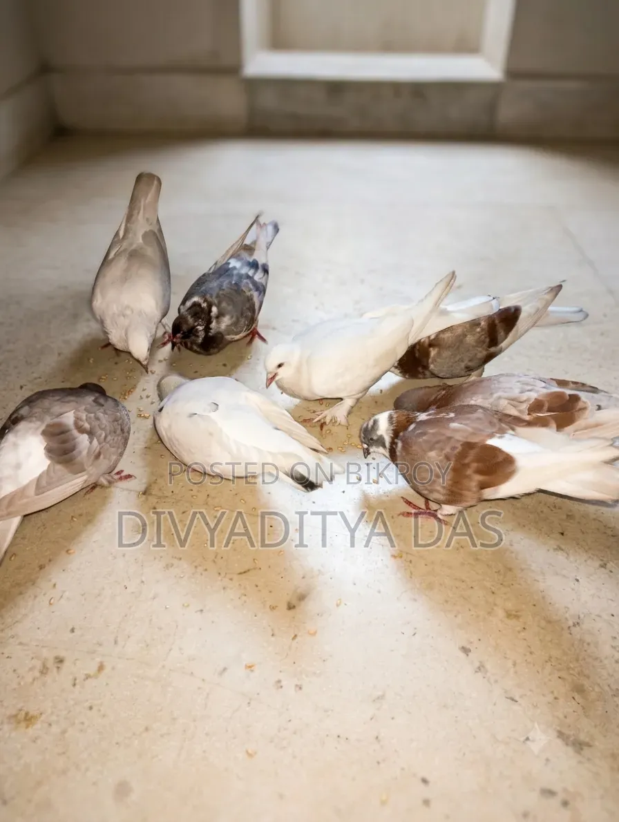 ৪ জোড়া কবুতর বিক্রয় করা হবে।