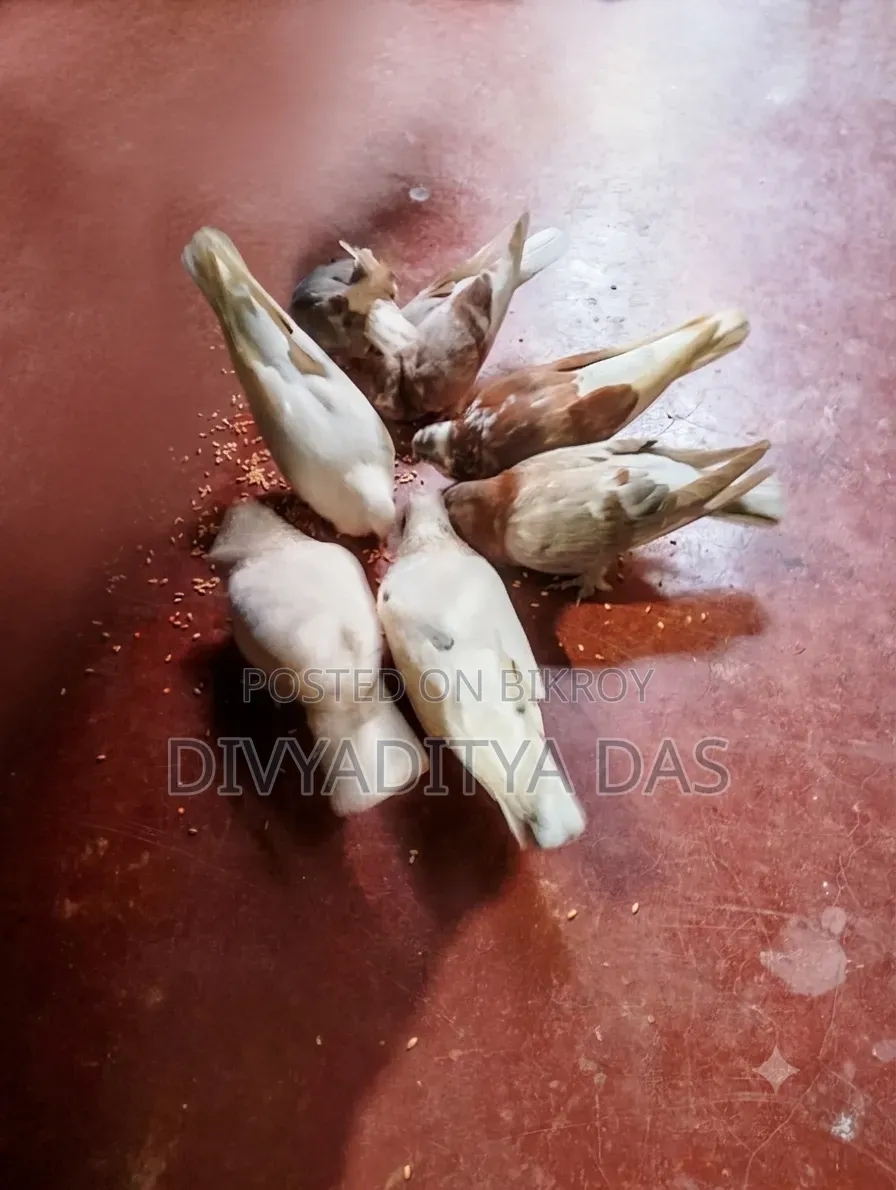 ৪ জোড়া কবুতর বিক্রয় করা হবে।