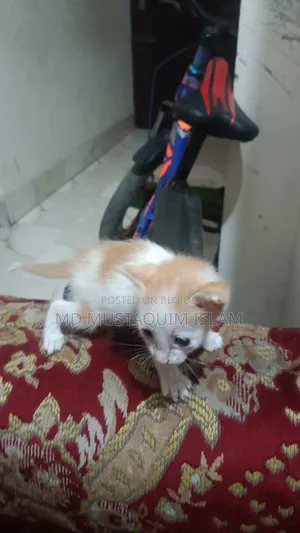 0-1 month Male Mixed Breed Abyssinian