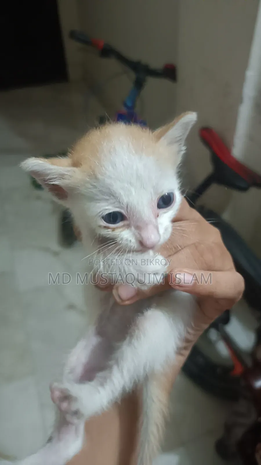 0-1 month Male Mixed Breed Abyssinian