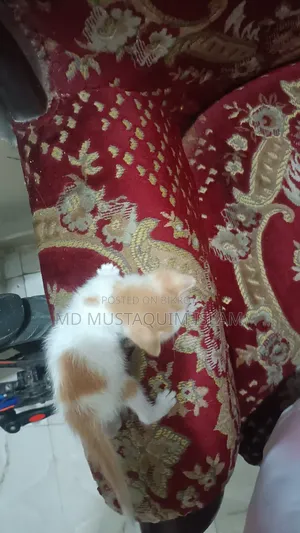 0-1 month Male Mixed Breed Abyssinian