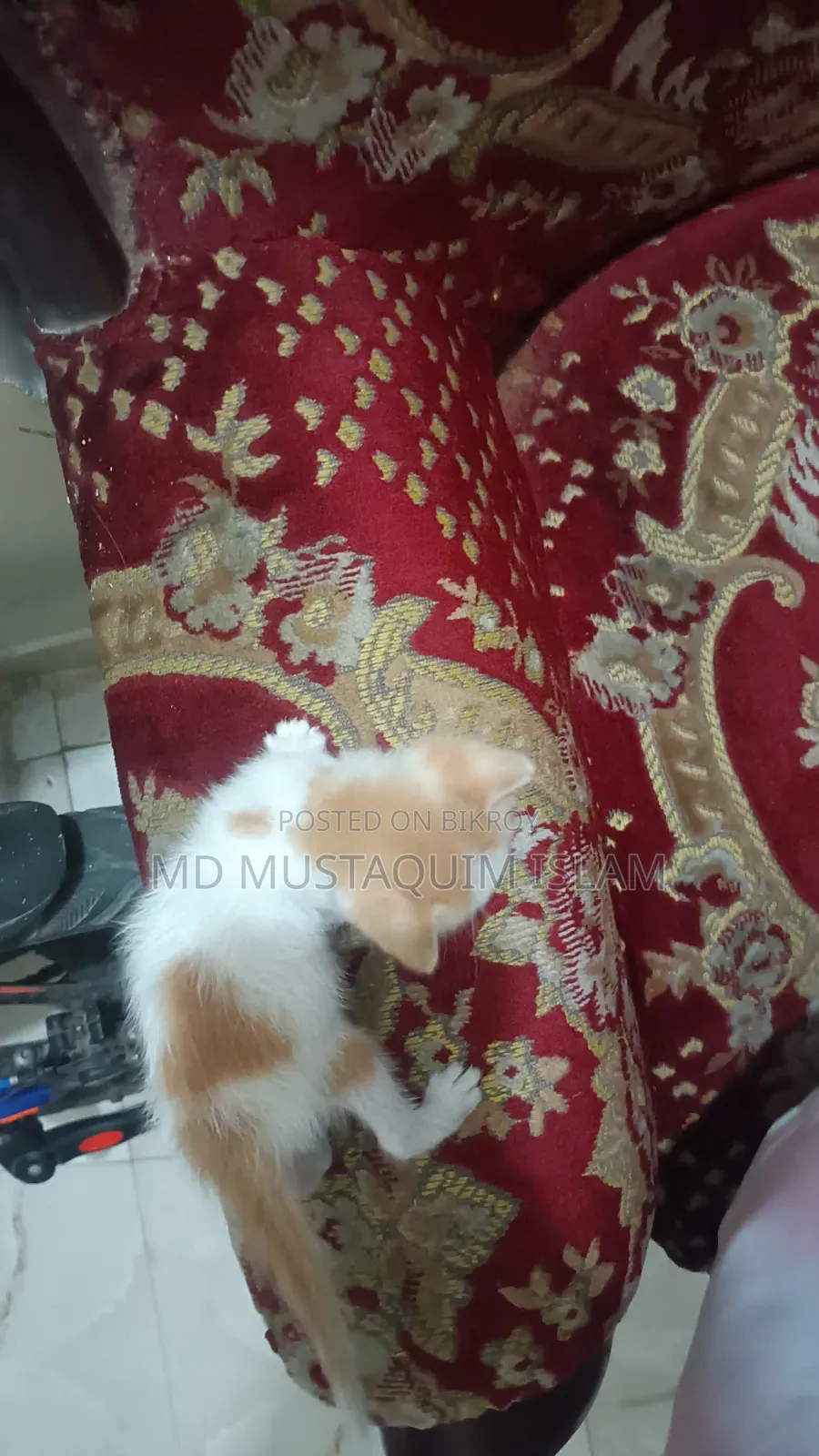 0-1 month Male Mixed Breed Abyssinian