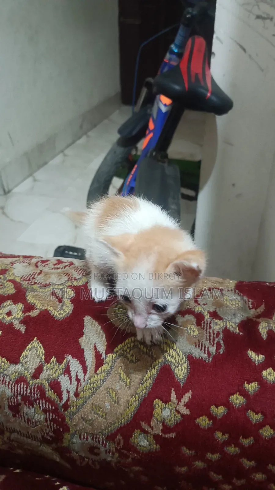 0-1 month Male Mixed Breed Abyssinian