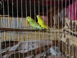 বাজরিখা পাখি