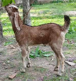 Big Goat Kid