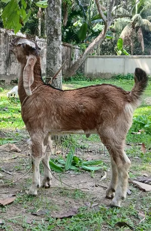 Big Goat Kid