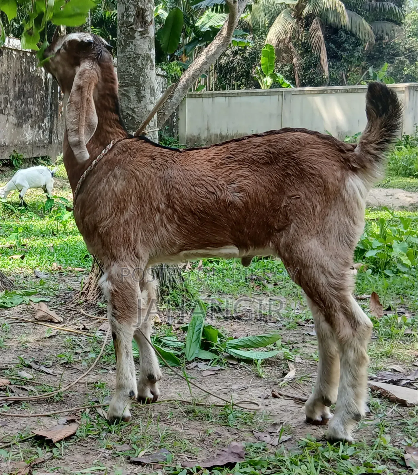 Big Goat Kid