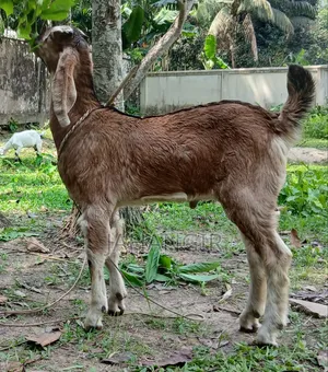 Big Goat Kid