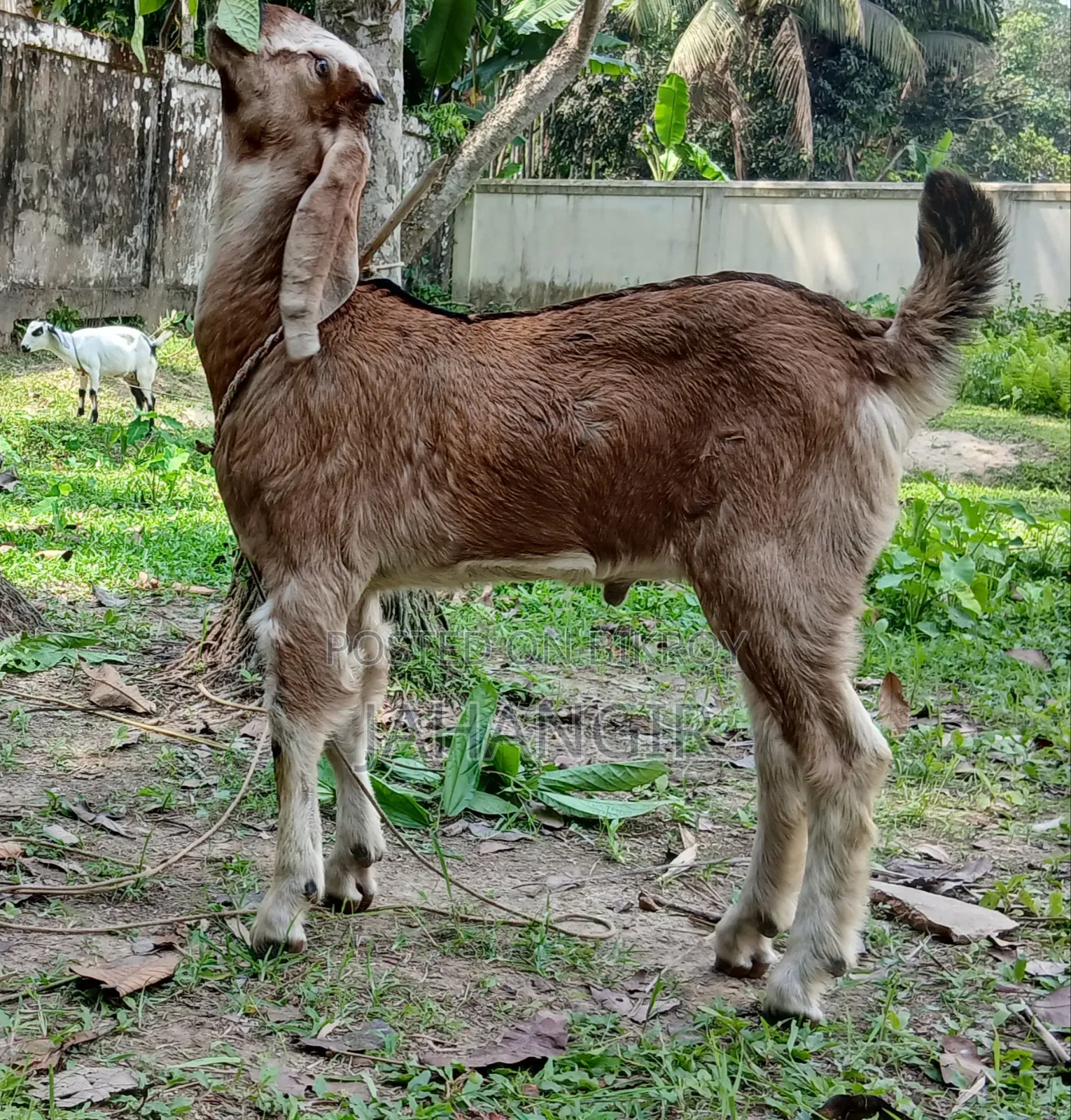 Big Goat Kid