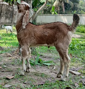Big Goat Kid