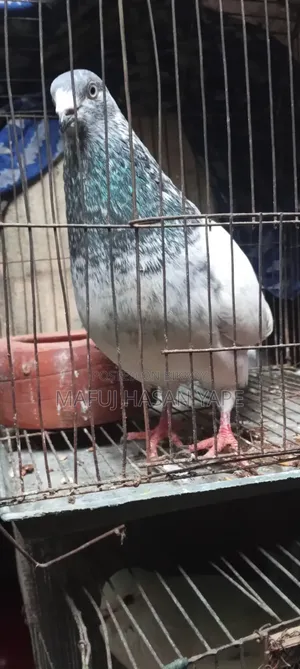 গিরিবাজ কবুতর