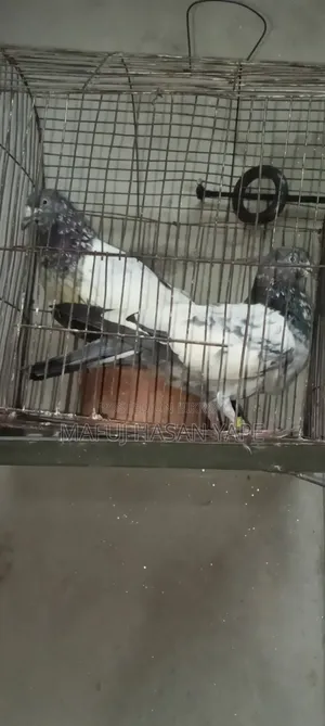 গিরিবাজ কবুতর