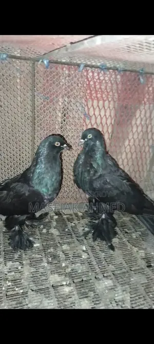 ফুটার কবুতর