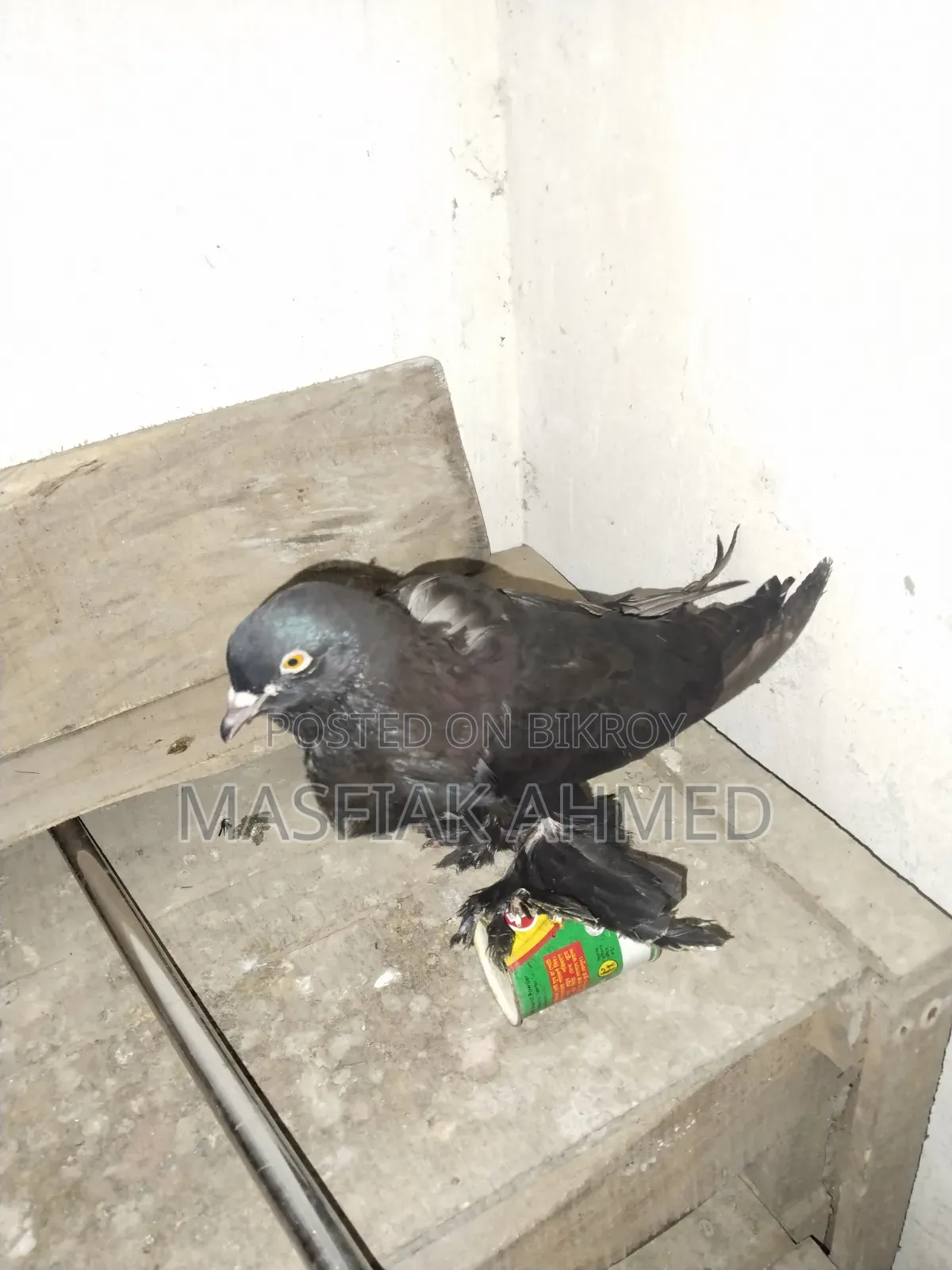 ফুটার কবুতর