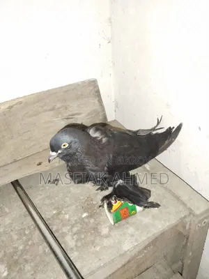 ফুটার কবুতর