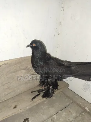 ফুটার কবুতর