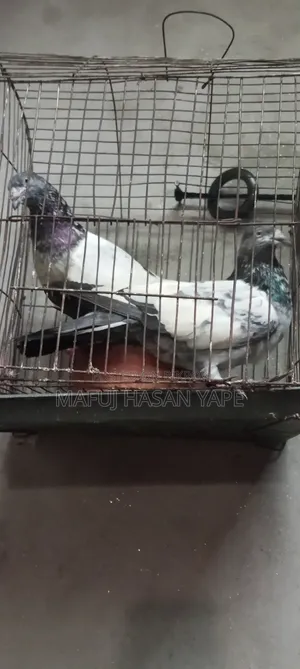 গিরিবাজ কবুতর