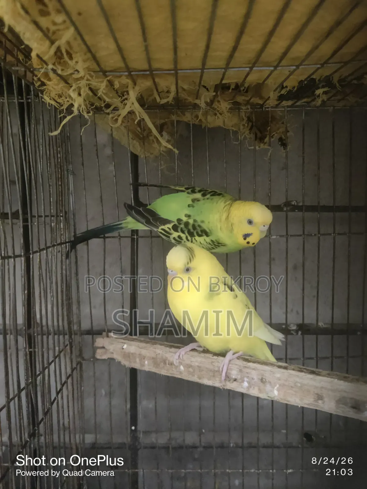 বাজিগর এবং ককাটেল পাখি