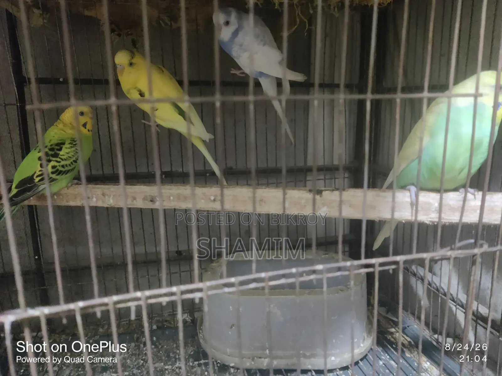 বাজিগর এবং ককাটেল পাখি