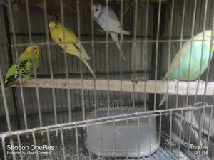বাজিগর এবং ককাটেল পাখি